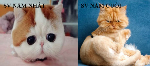 Sự khác biệt giữa sinh viên năm nhất và sinh viên năm cuối: Từ “cừu non” hóa “cáo già”