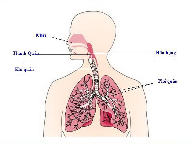 Bài thuốc Đông y trị viêm khí quản