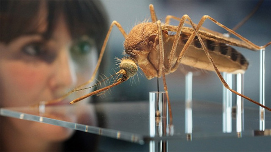 Bệnh Zika và những điều cần biết