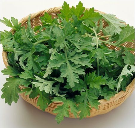 Những người cần tránh ăn ngải cứu nếu không muốn hại đến bản thân