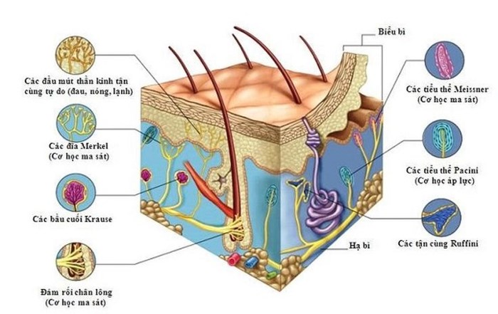 Vai trò của protein đối với cơ thể