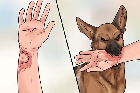 Báo động: Ngày càng nhiều trường hợp ở Kon Tum tử vong vì bệnh dại Báo động: Ngày càng nhiều trường hợp ở Kon Tum tử vong vì bệnh dại