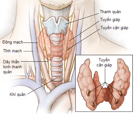 nguyen-nhan-gay-suy-giam-tri-nho