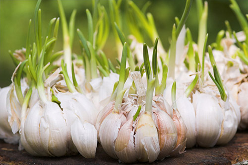 Tỏi mầm có tác dụng rất tốt trong việc ngăn chặn các tế bào ung thư
